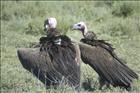23 Vulture Conversation